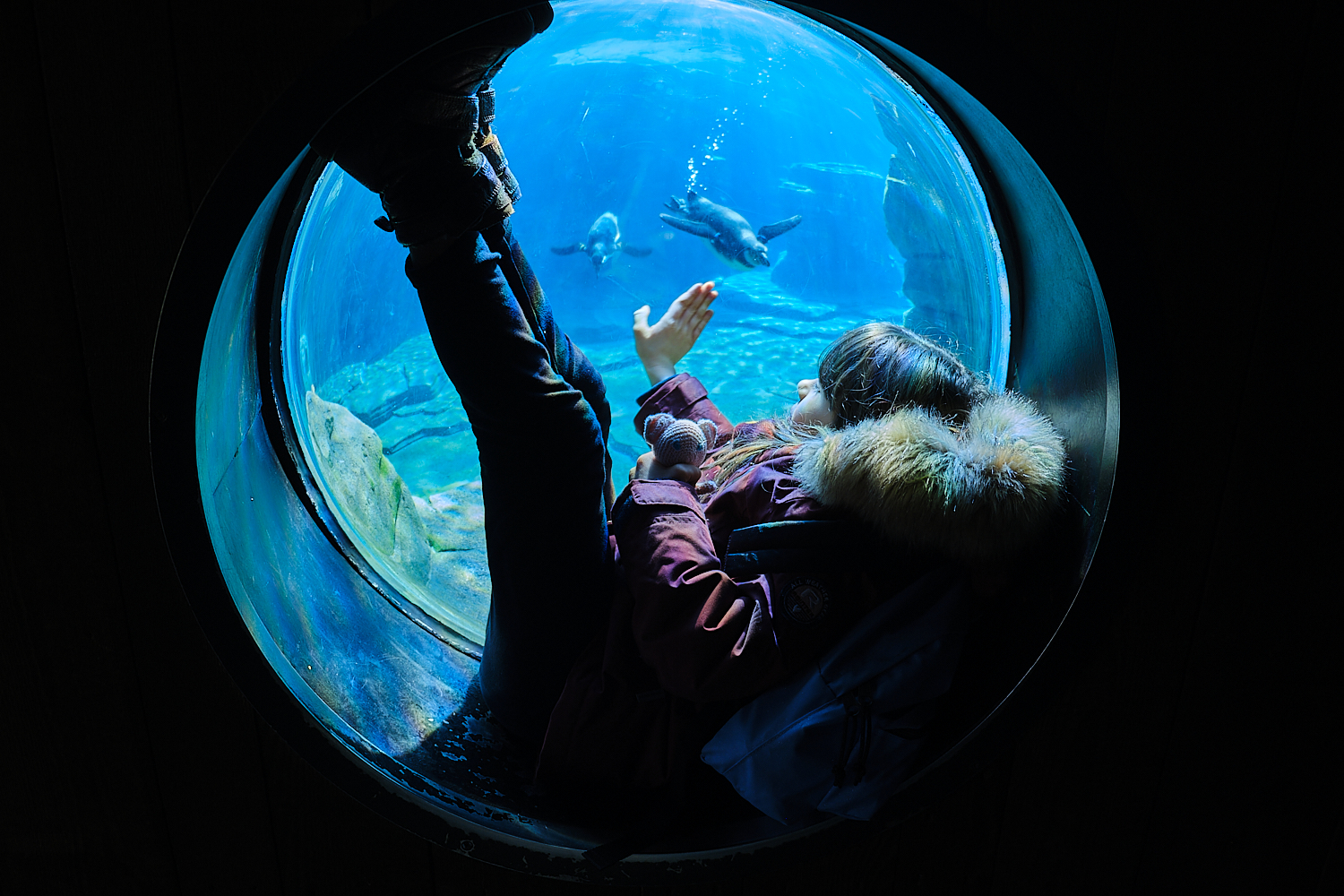Ein Kind sitzt in einem großen runden Fenster um ein Aquarium herum und winkt einem Pinguin zu.